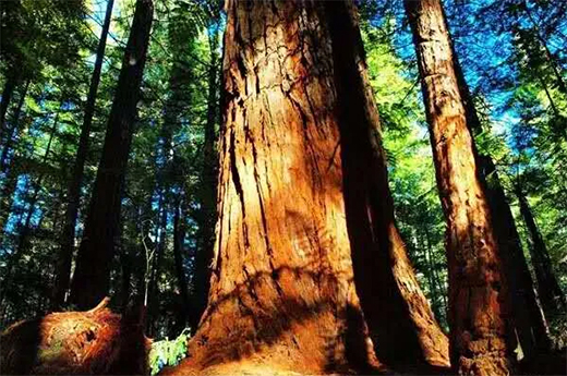 ���黨���ܴ��J�����ɞ�tľ��ġ����F��!