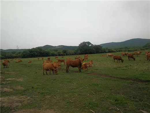 �����������Sţ�� ���콡���ʳ���L��